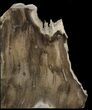 Petrified Wood Bookends - Oregon #45371-2